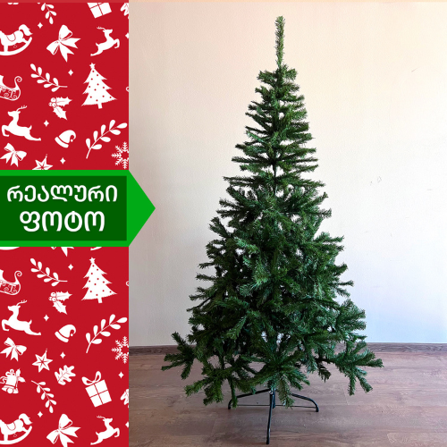 Caucasian Christmas tree 180 cm (JK-180)