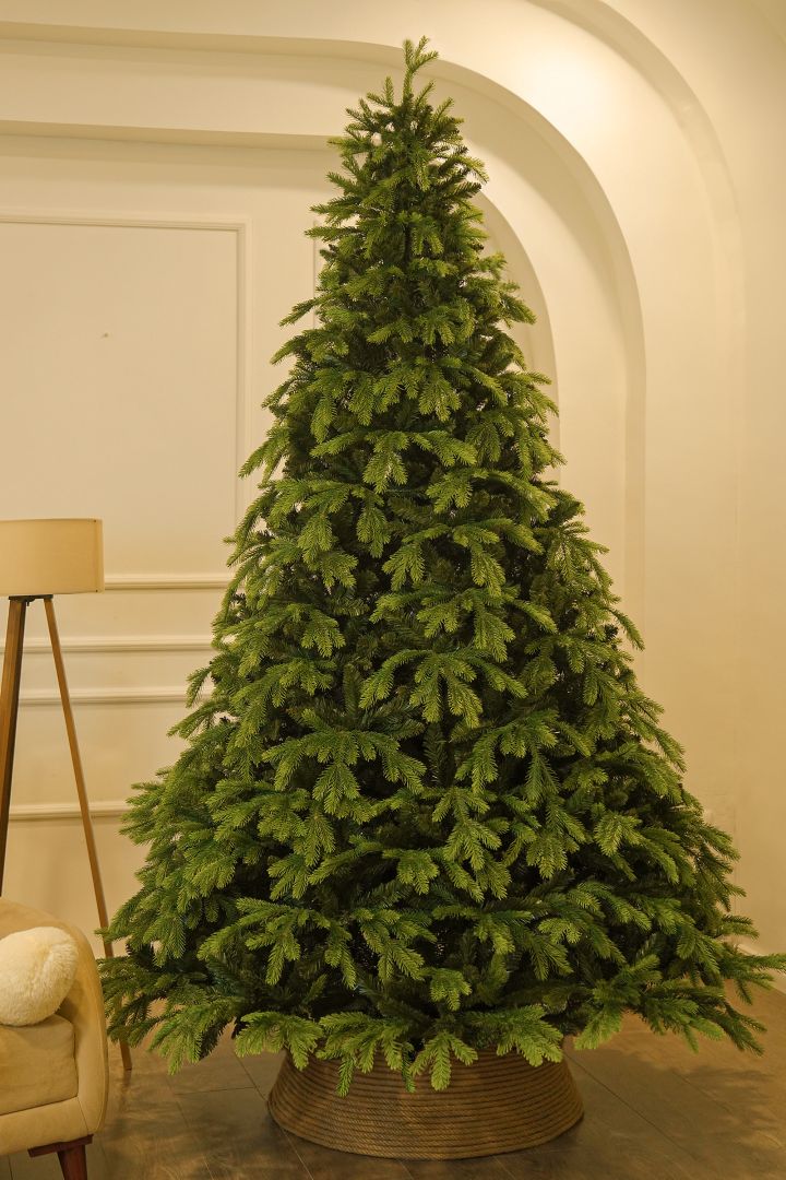 Korean Fir 240 cm