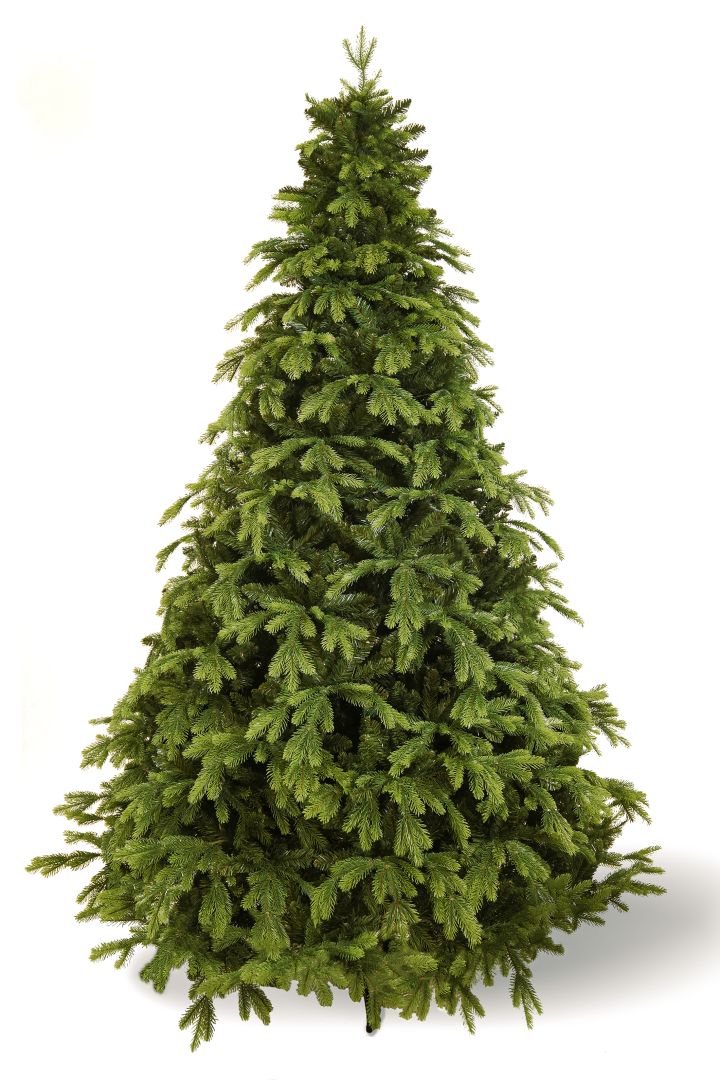 Korean Fir 240 cm