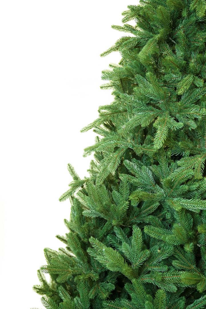 Subalpine Fir სუბალპური ნაძვი 240 სმ