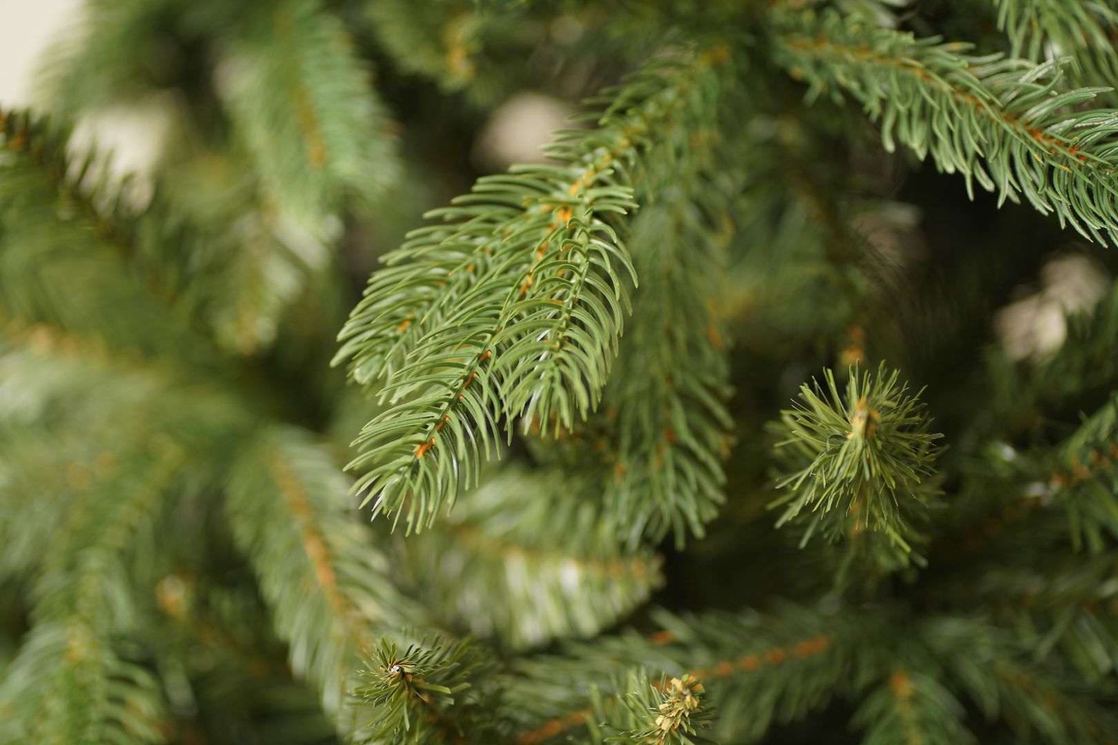 Norway Spruce ნორვეგიული ნაძვი 180 სმ