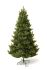 Douglas Fir დუგლასის ნაძვი 180 სმ