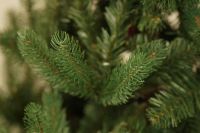 Douglas Fir დუგლასის ნაძვი 180 სმ
