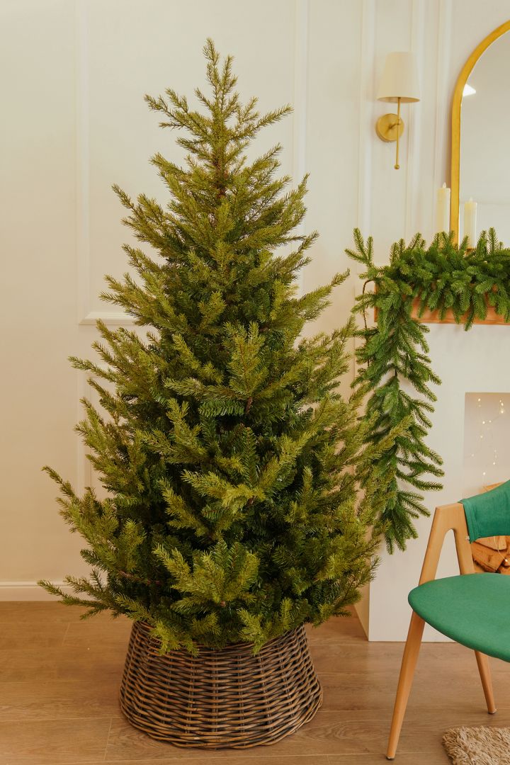 Caucasian Fir Caucasian fir 180 cm