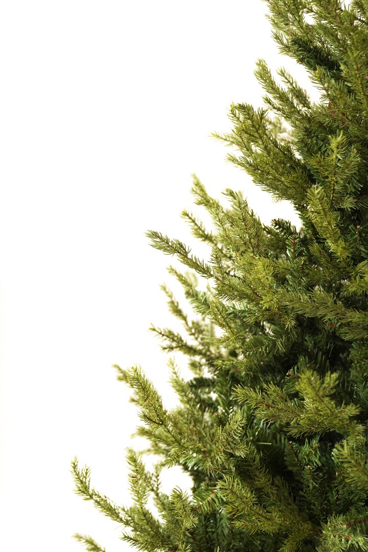 Caucasian Fir Caucasian fir 180 cm