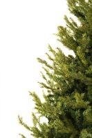 Caucasian Fir კავკასიური ნაძვი 180 სმ
