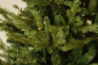 Caucasian Fir კავკასიური ნაძვი 180 სმ