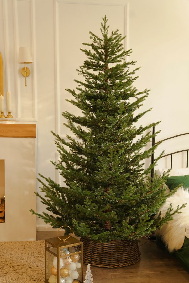 Spanish Fir 210 cm