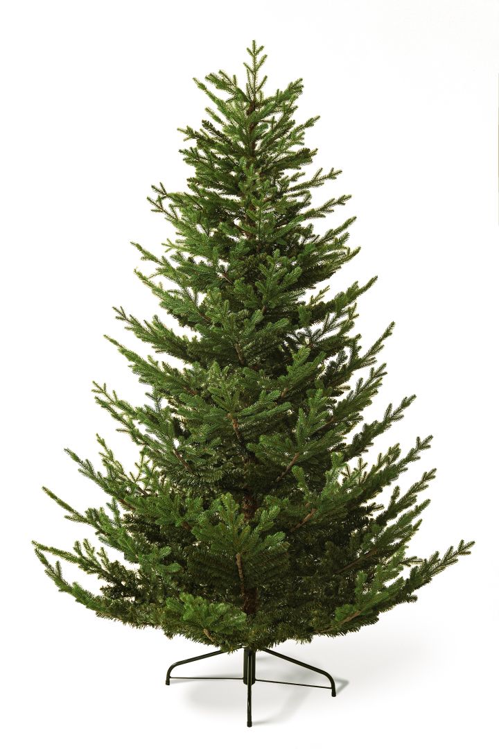 Spanish Fir 210 cm