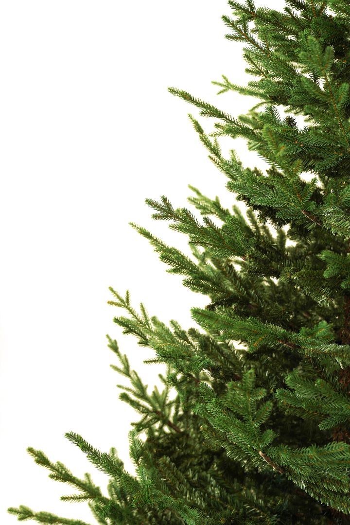 Spanish Fir 210 cm