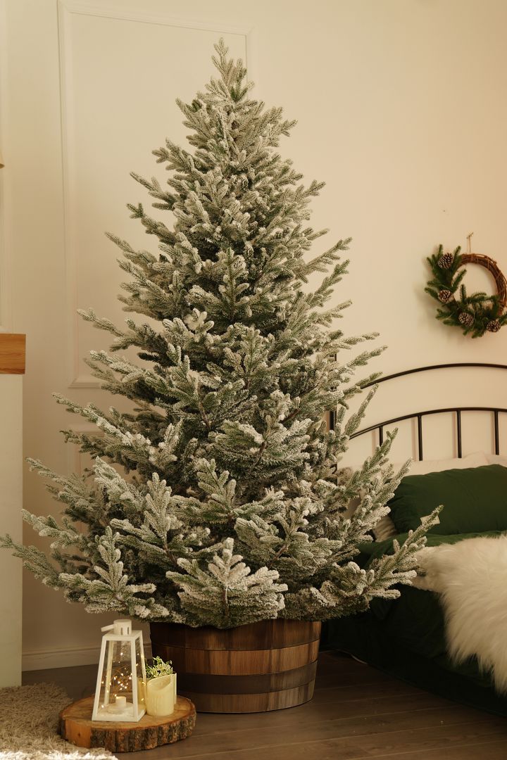 European Silver Fir Frosted ევროპული ვერცხლისფერი ნაძვი დათოვლილი 210 სმ