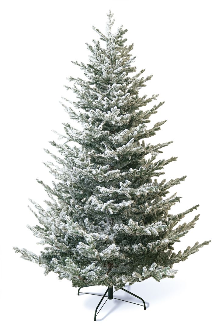 European Silver Fir Frosted ევროპული ვერცხლისფერი ნაძვი დათოვლილი 210 სმ