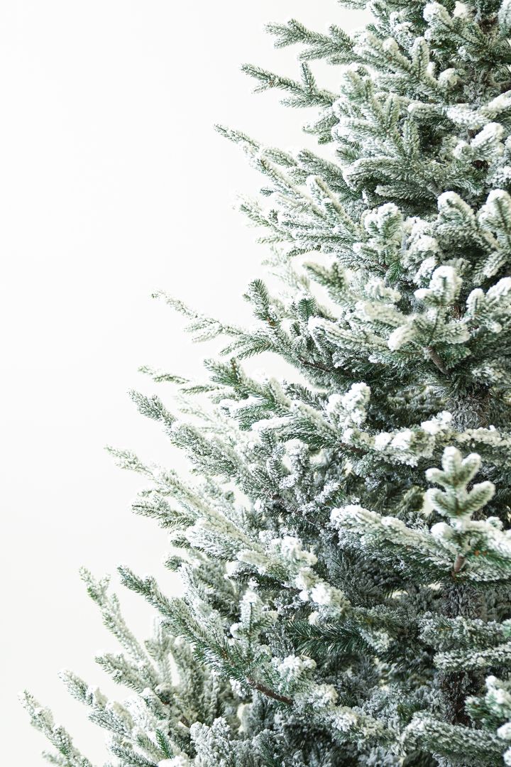 European Silver Fir Frosted ევროპული ვერცხლისფერი ნაძვი დათოვლილი 210 სმ