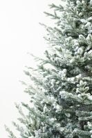 European Silver Fir Frosted ევროპული ვერცხლისფერი ნაძვი დათოვლილი 210 სმ