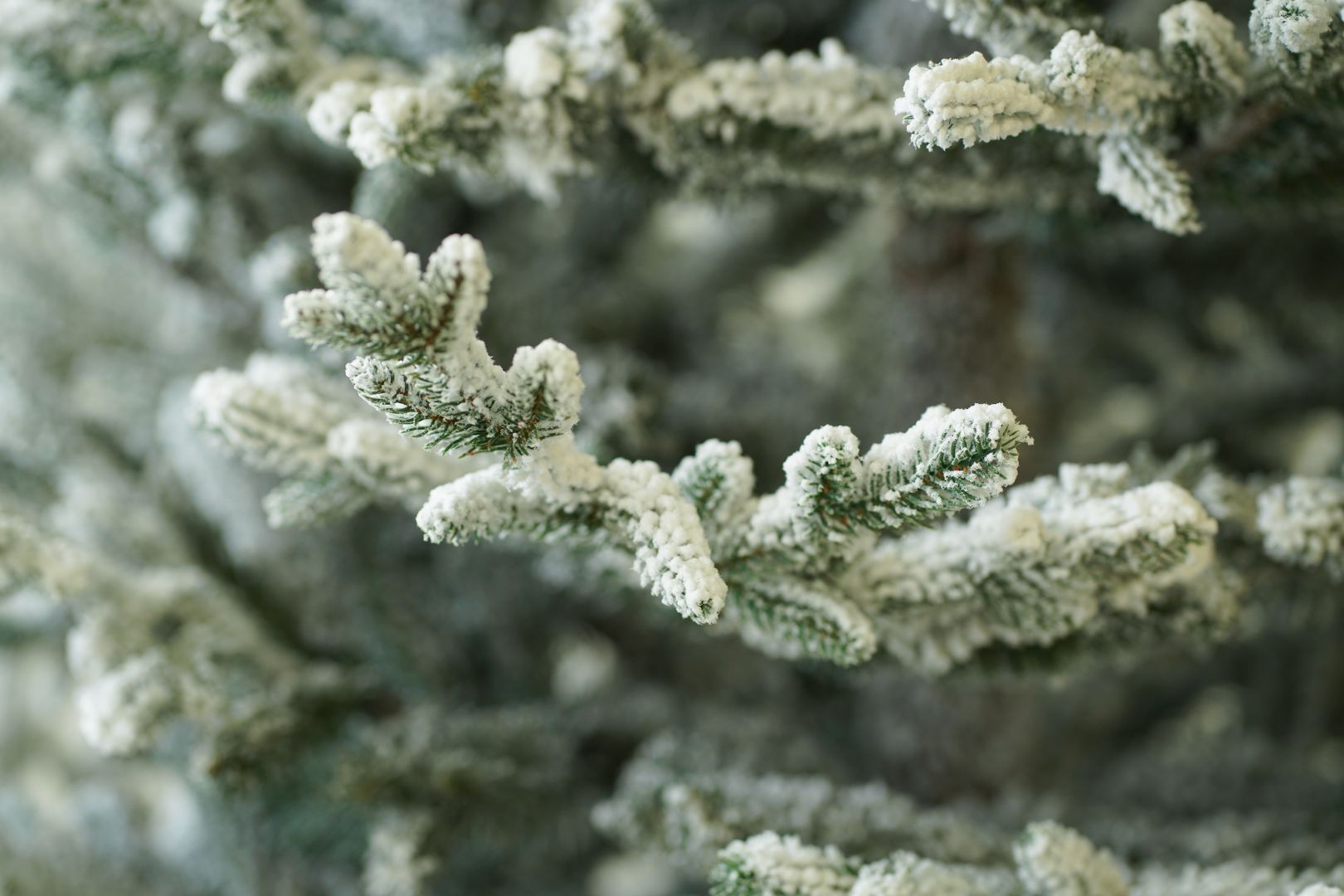 European Silver Fir Frosted European silver fir frosted 210 cm