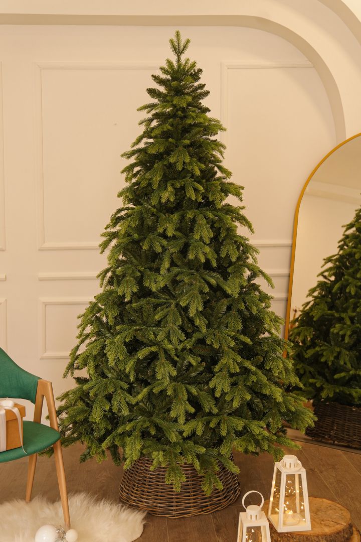 Korean Fir 210 cm