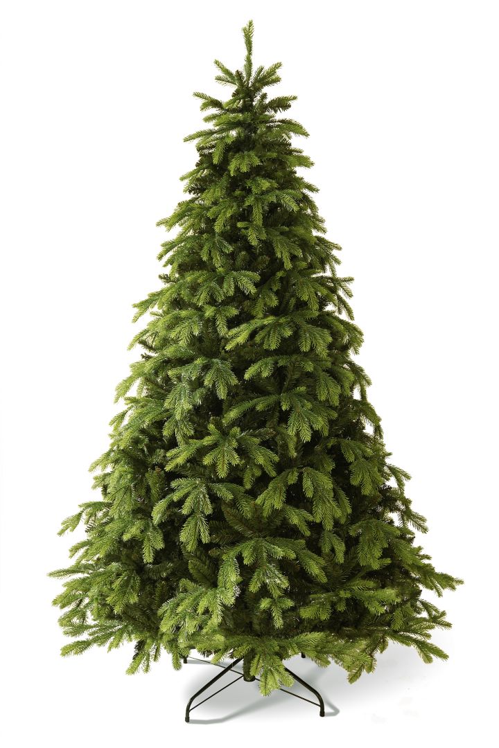 Korean Fir 210 cm