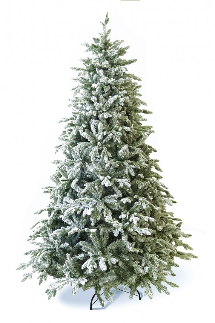 Grand fir covered with snow 210 cm