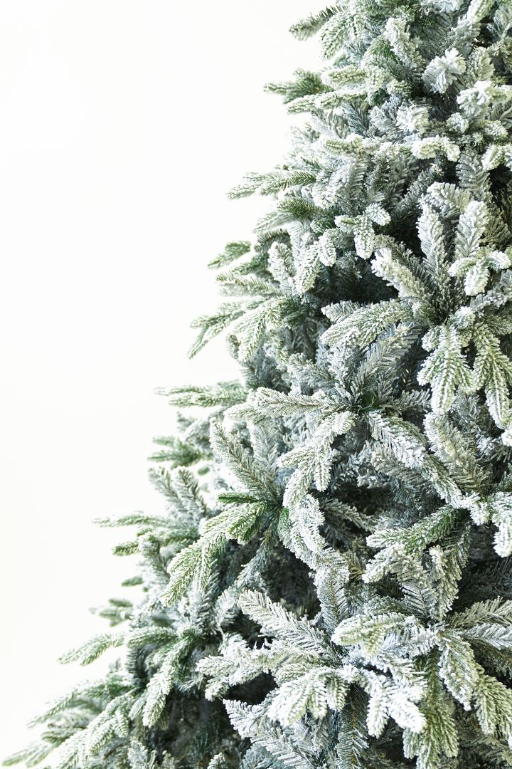 Grand Fir Frosted გრანდ ნაძვი დათოვლილი 210 სმ