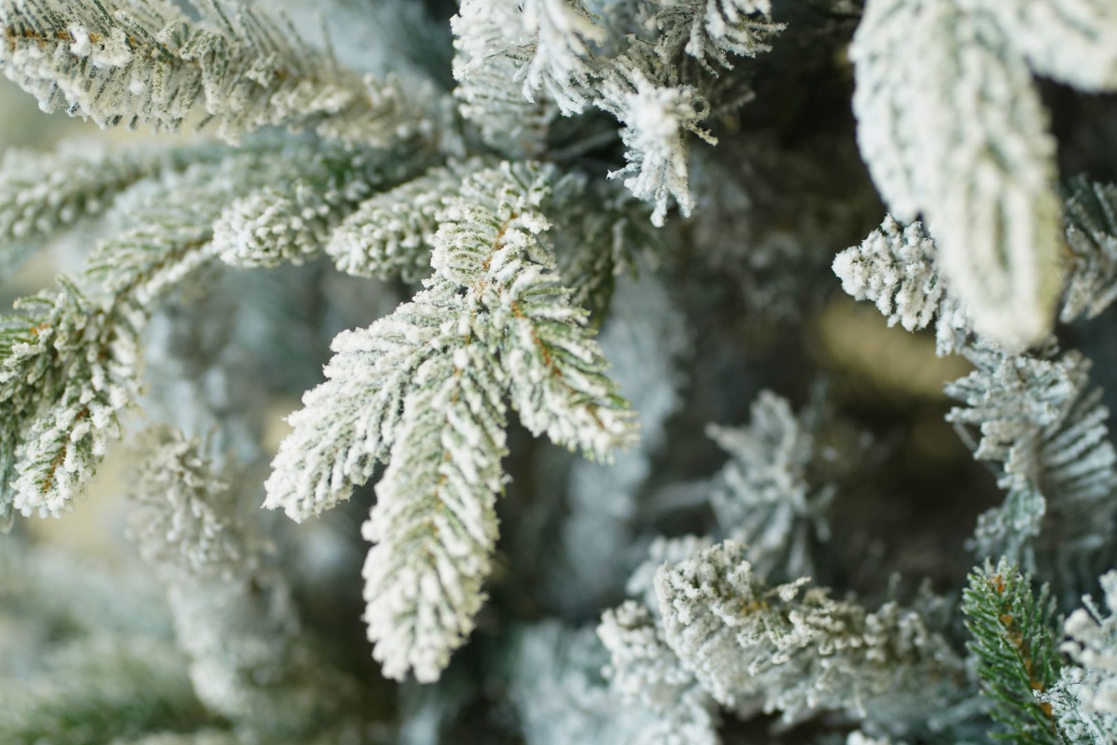 Grand fir covered with snow 210 cm