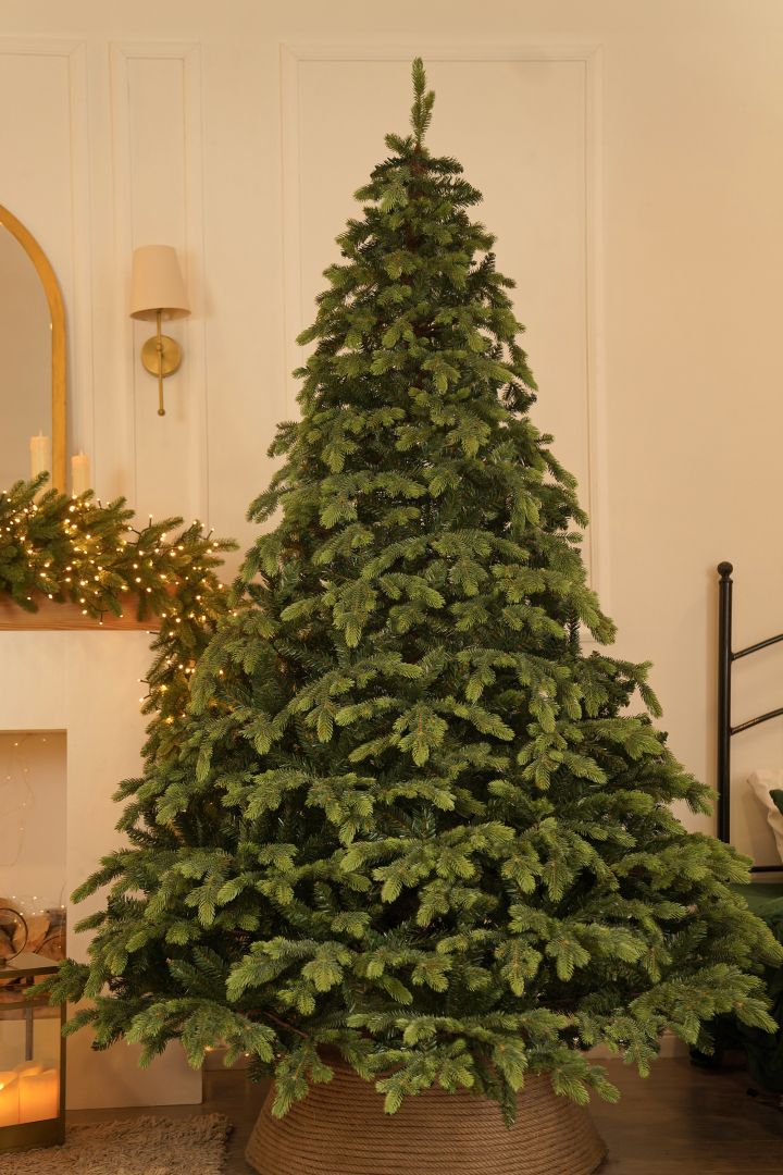 Centennial A hundred-year-old fir tree 210 cm