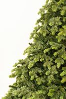 Centennial Fir ასწლოვანი ნაძვი 210 სმ