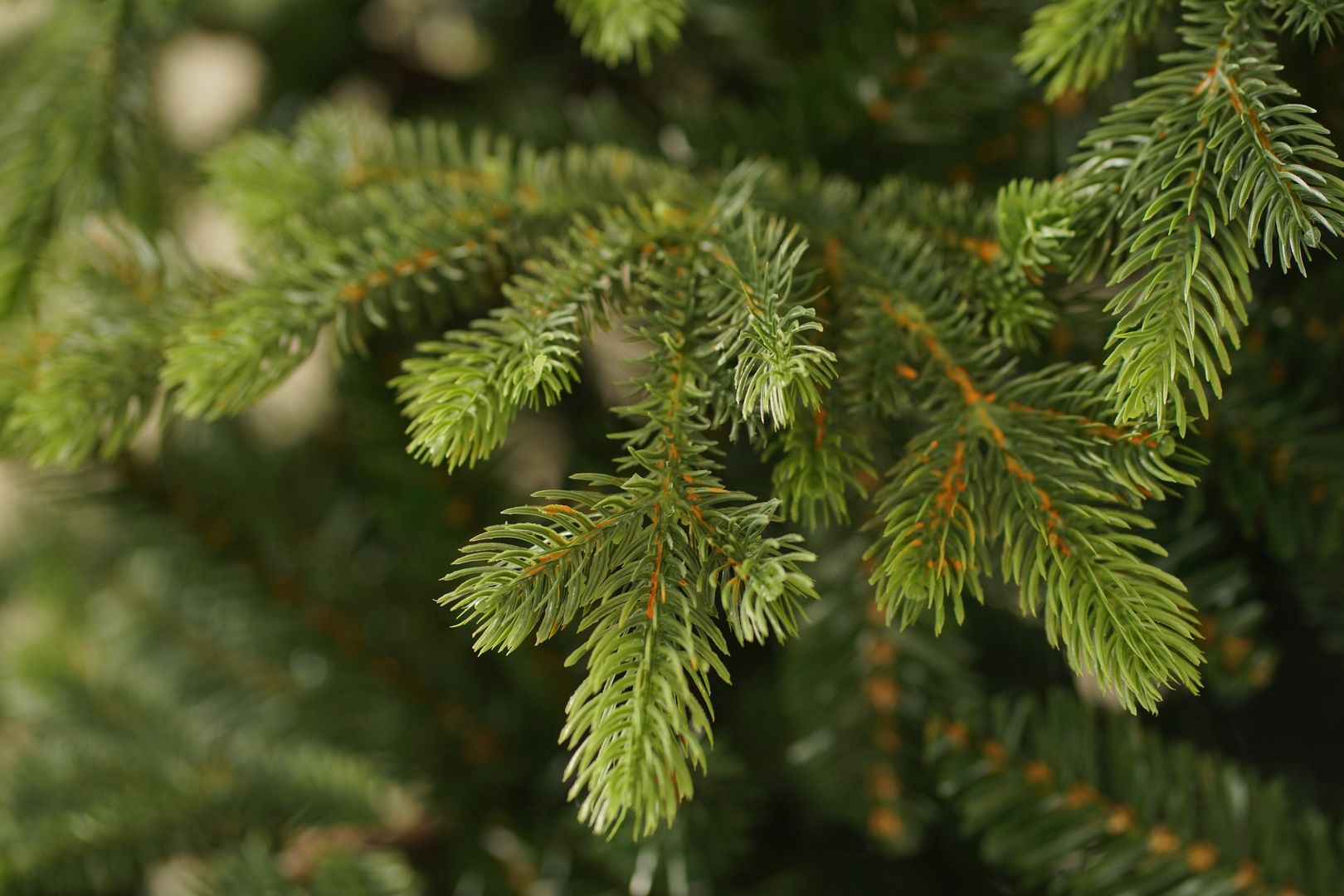 Centennial A hundred-year-old fir tree 210 cm