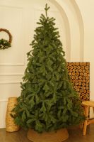 Colorado Spruce კოლორადოს ნაძვი 210 სმ