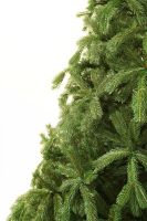 Colorado Spruce კოლორადოს ნაძვი 210 სმ