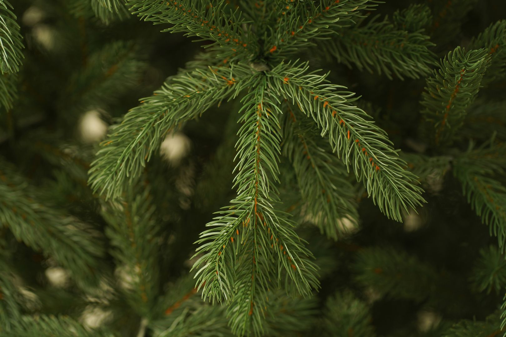 Colorado Spruce  210 cm