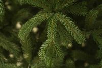 Colorado Spruce კოლორადოს ნაძვი 210 სმ